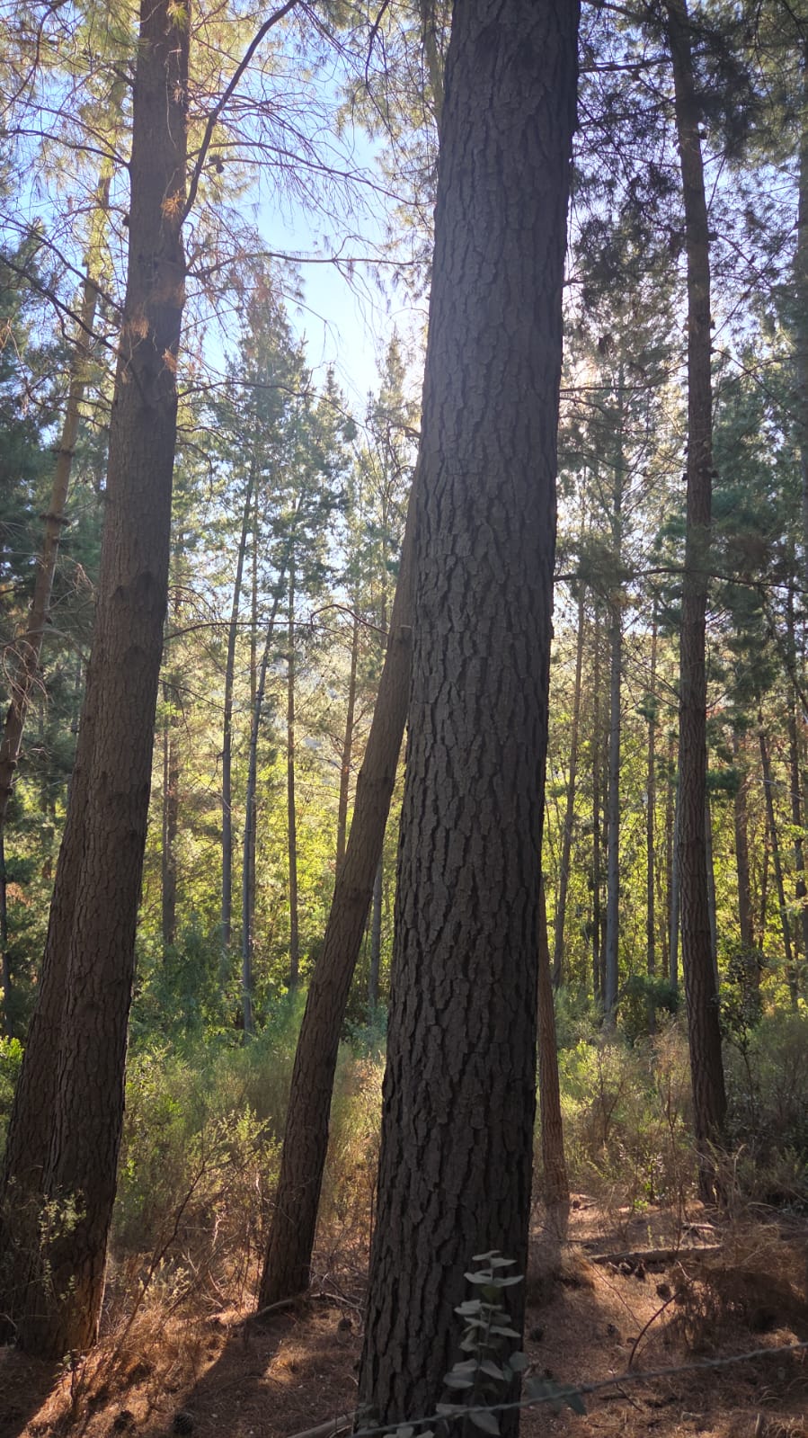 Bosque de pino propio