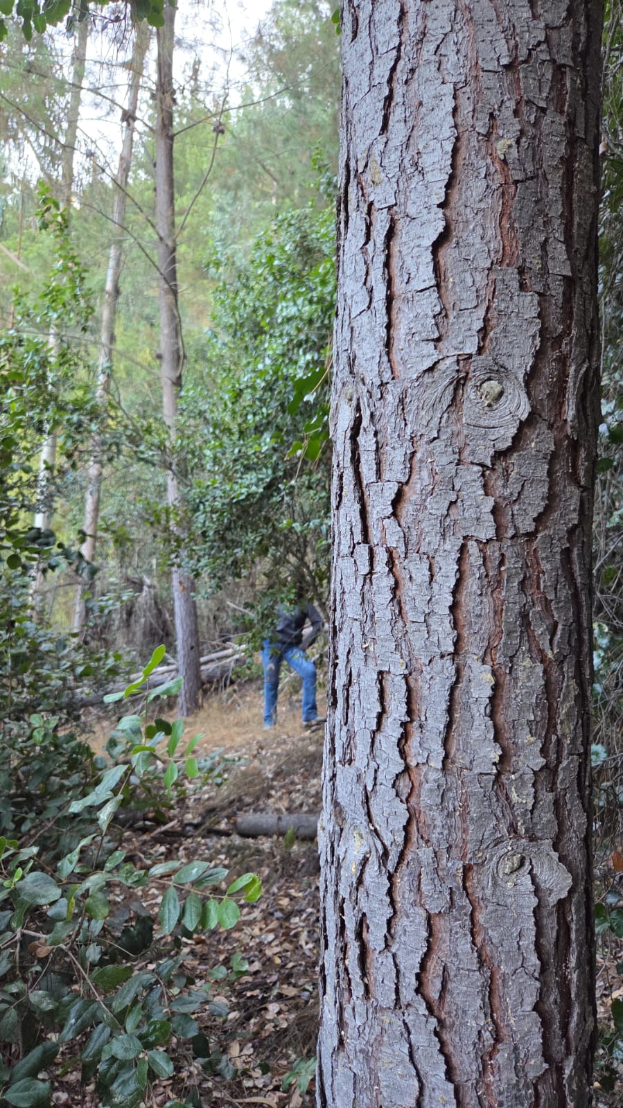 Bosque de pino en crecimiento