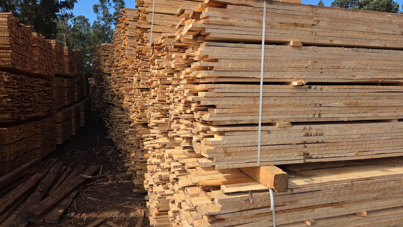 Tablillas de Pino 20×100